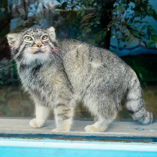 青海チベット高原野生動物園のスン・シャオメイの写真