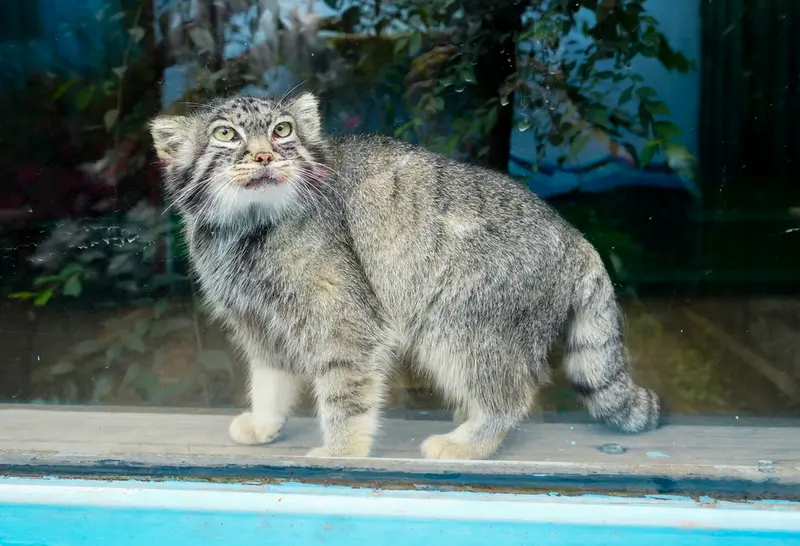 青海チベット高原野生動物園のスン・シャオメイの写真