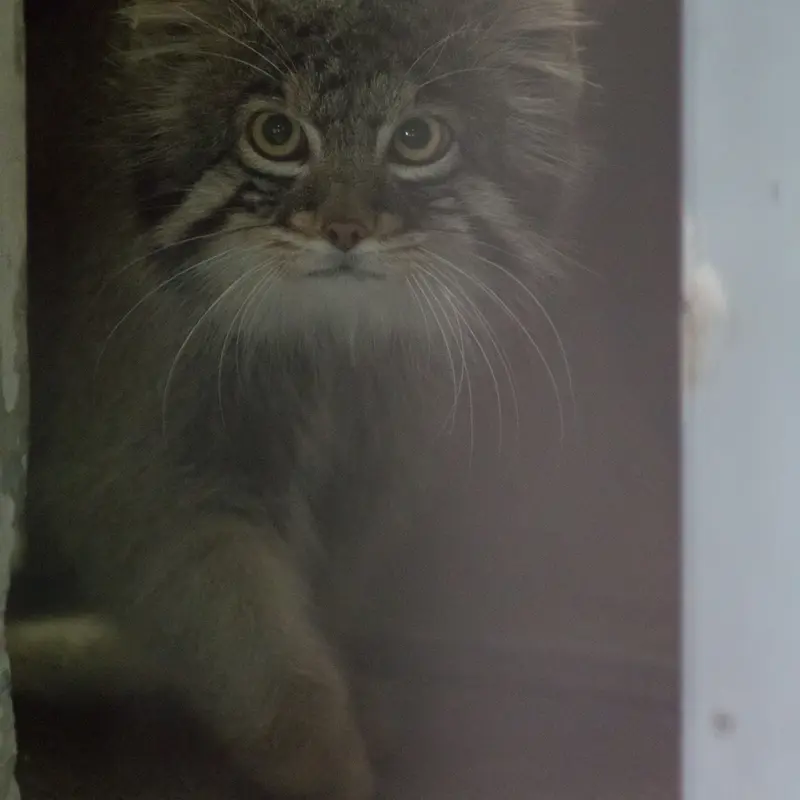 野毛山動物園のフィーガの写真