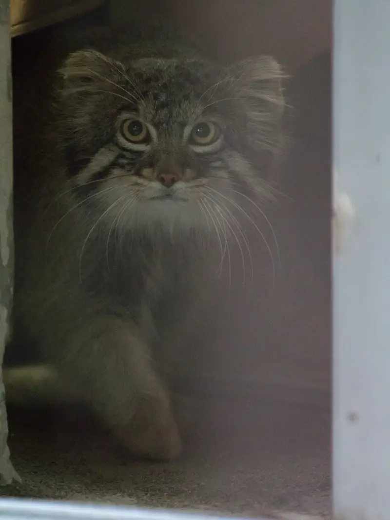 野毛山動物園のフィーガの写真