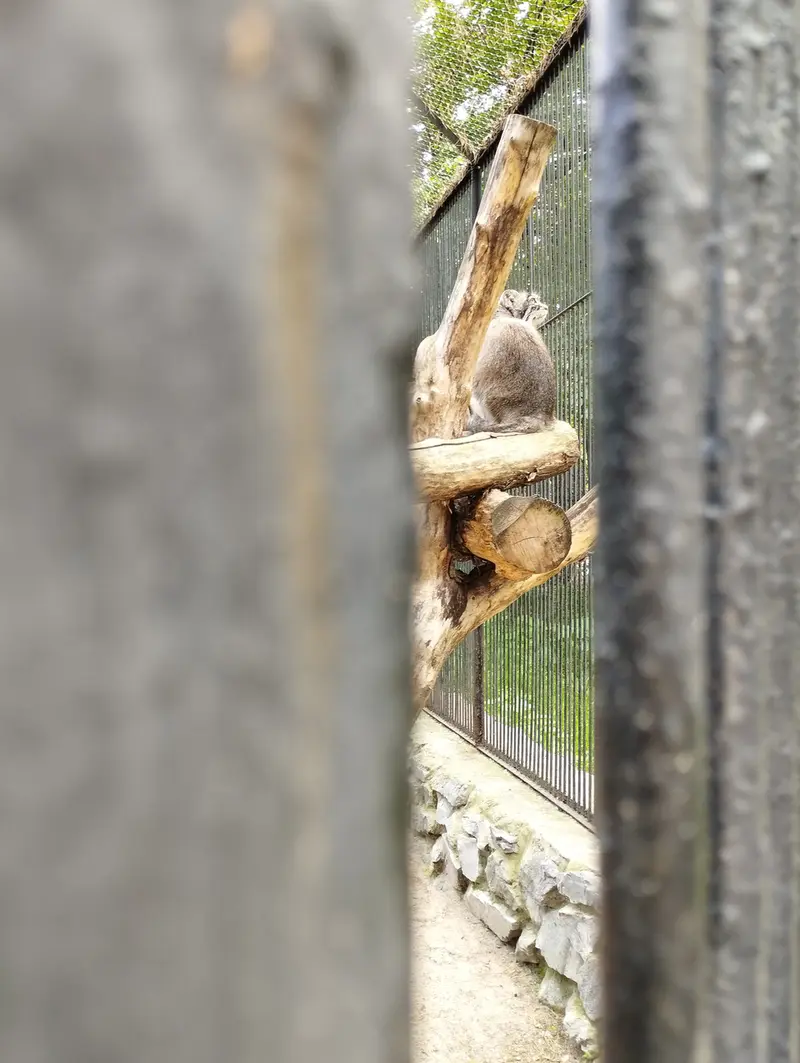 ノヴォシビルスク動物園のマヌルネコの写真