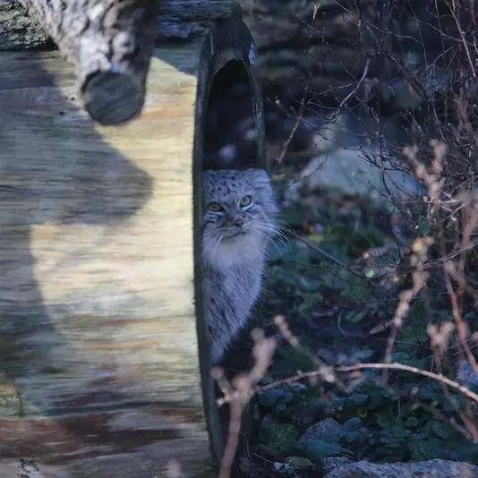 ヴロツワフ動物園のザリナの写真