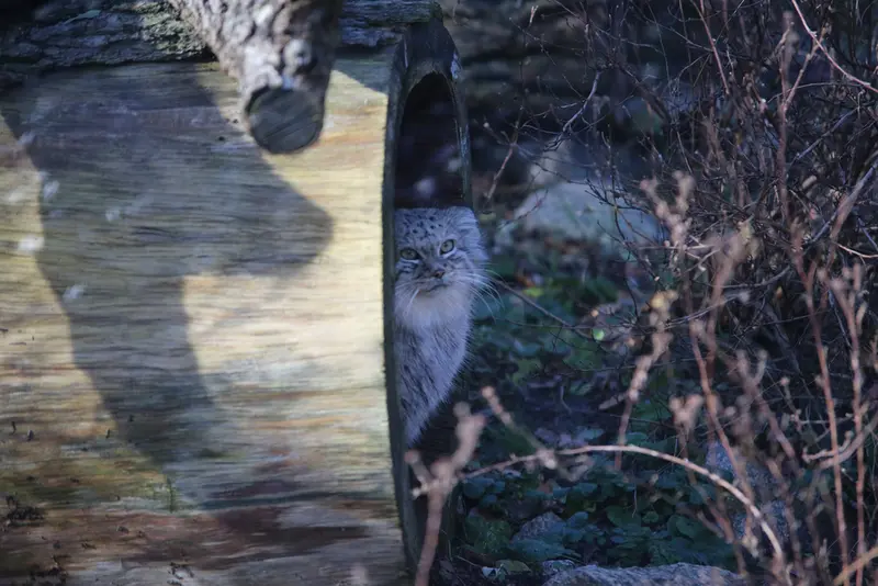 ヴロツワフ動物園のザリナの写真