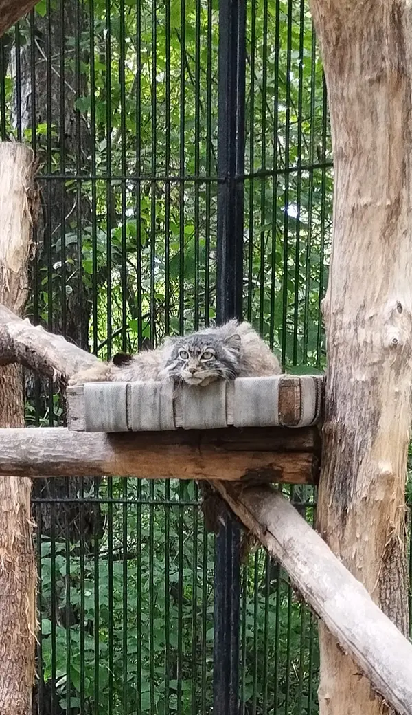ノヴォシビルスク動物園のマヌルネコの写真