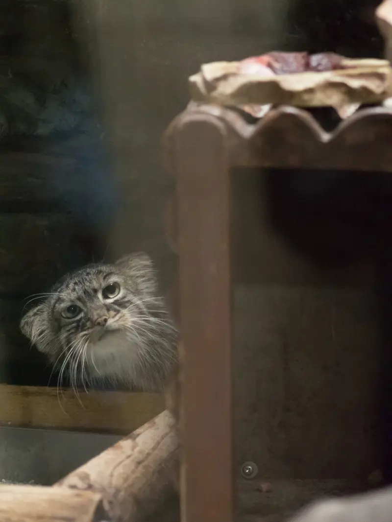 恩賜上野動物園のサフランの写真