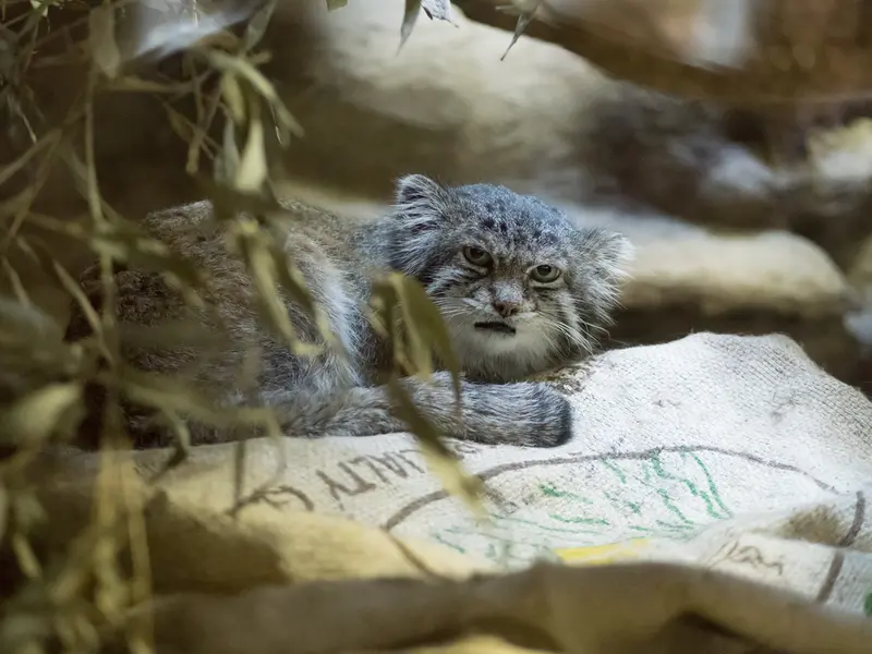 恩賜上野動物園のクリョンの写真