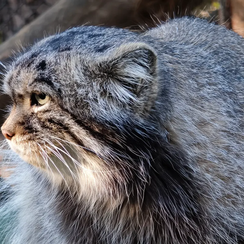 ノヴォシビルスク動物園のジョージの写真