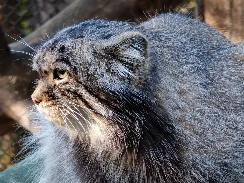 ノヴォシビルスク動物園のジョージの写真