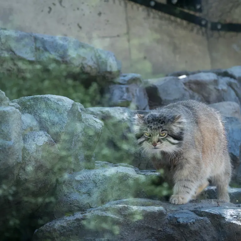 旭山動物園のグルーシャの写真