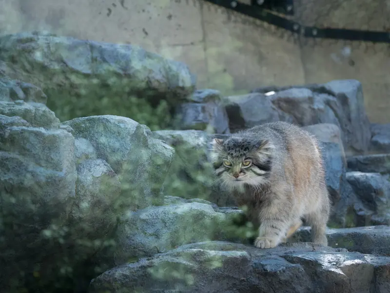 旭山動物園のグルーシャの写真