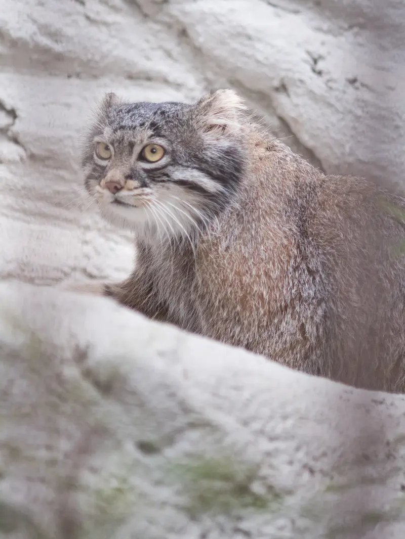 野毛山動物園のフィーガの写真