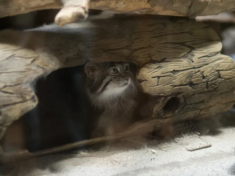 恩賜上野動物園のクリョンの写真