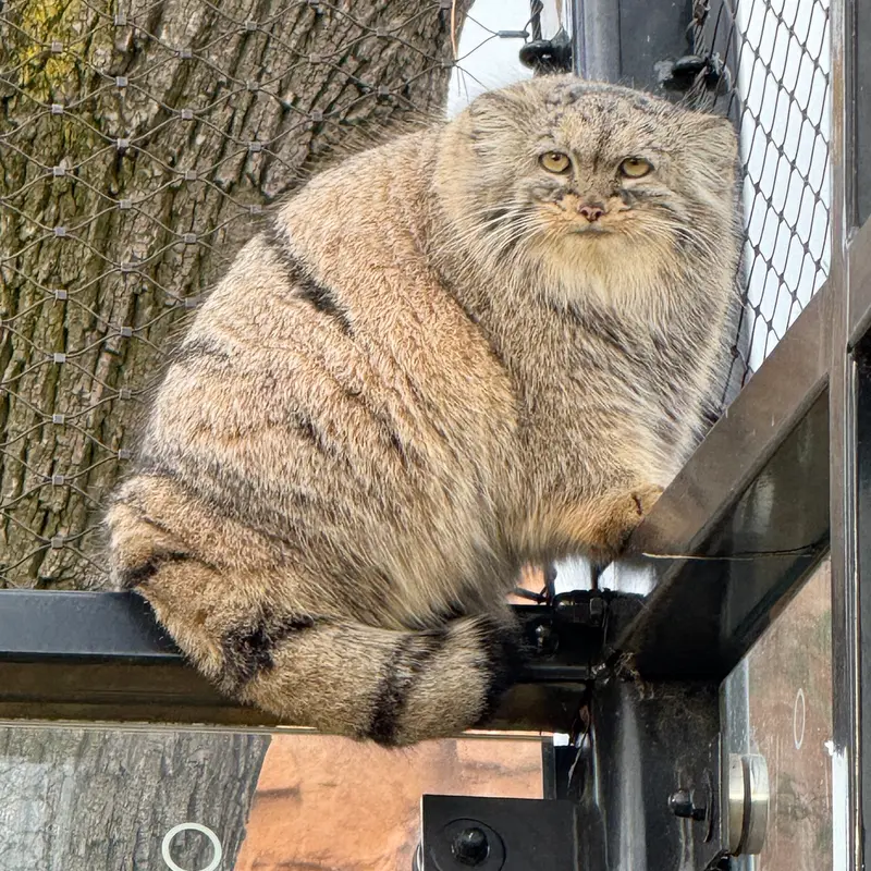 プラハ動物園のプリンセッサの写真