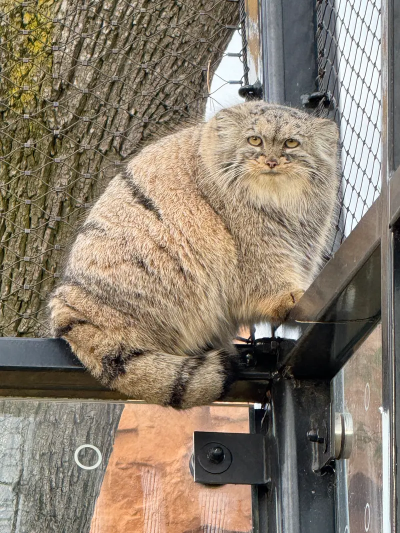 プラハ動物園のプリンセッサの写真