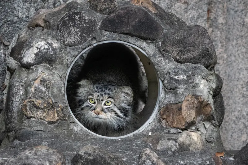モスクワ動物園のティモフェイの写真