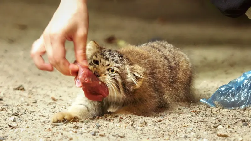 Novosibirsk Zooのミア、ジンジャーとグレイの動画