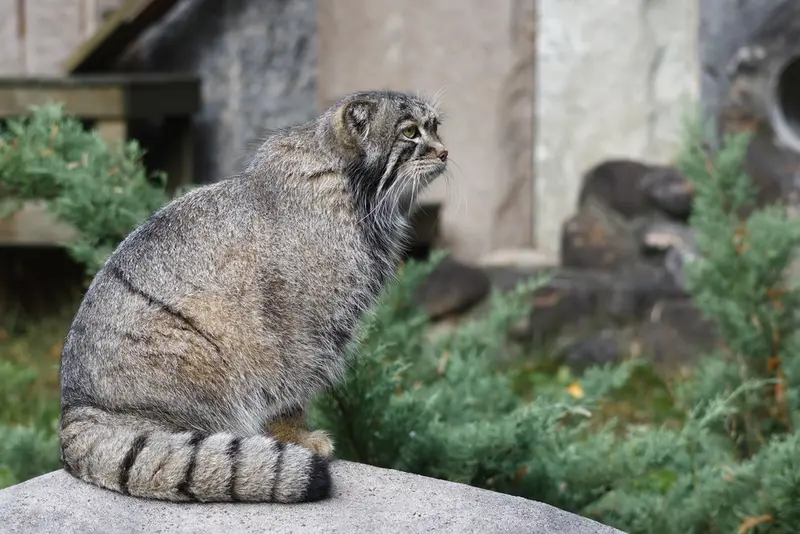 モスクワ動物園のティモフェイの写真