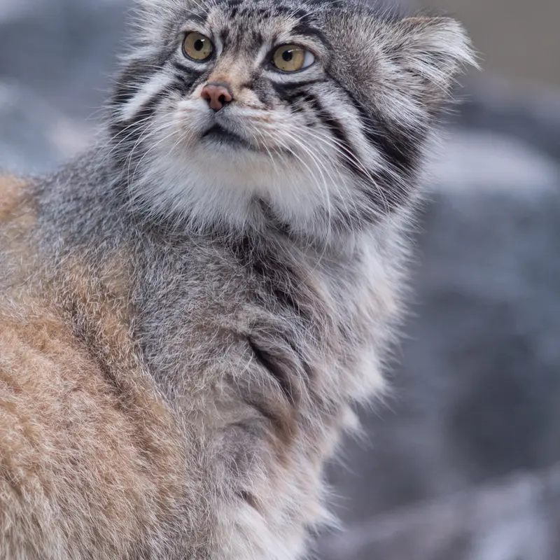 旭山動物園のグルーシャの写真