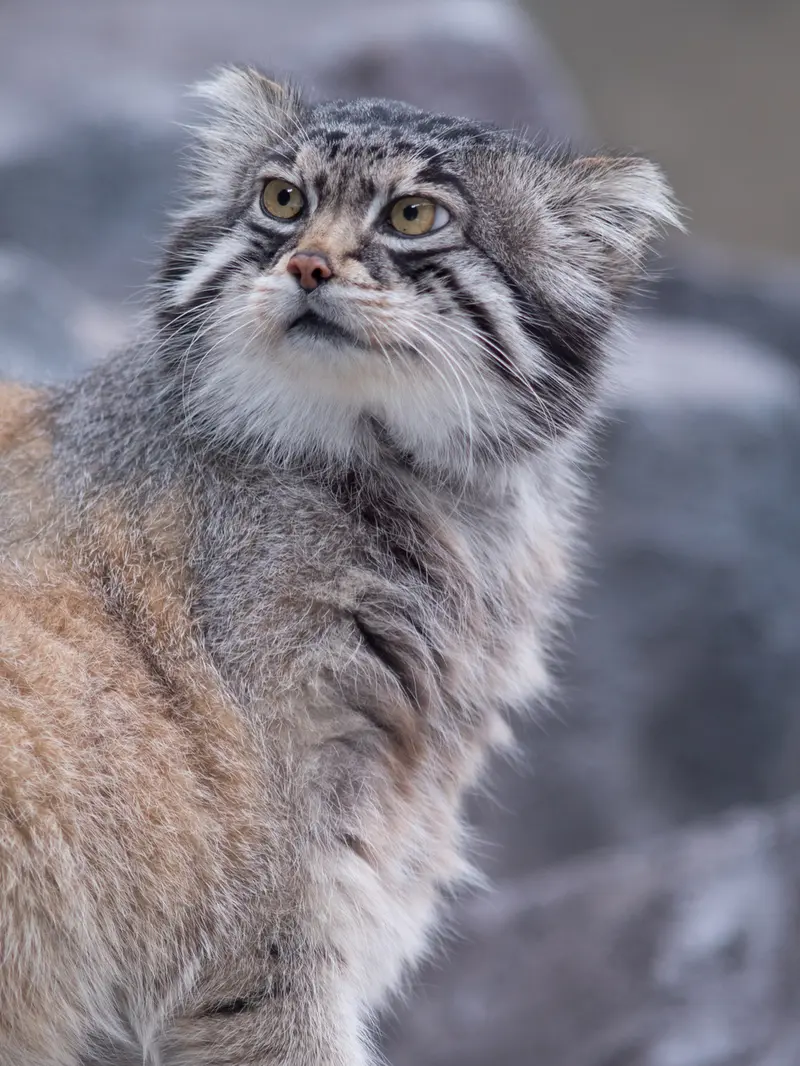 旭山動物園のグルーシャの写真