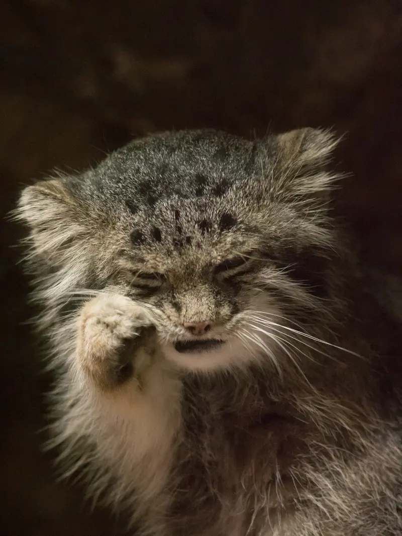 恩賜上野動物園のクリョンの写真