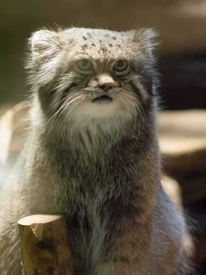 恩賜上野動物園のクリョンの写真
