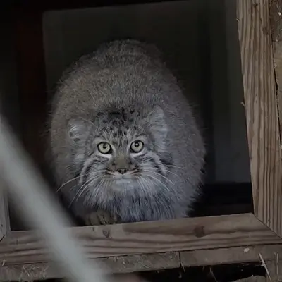 希少動物繁殖センターのマヌルネコのブルンヒルダ