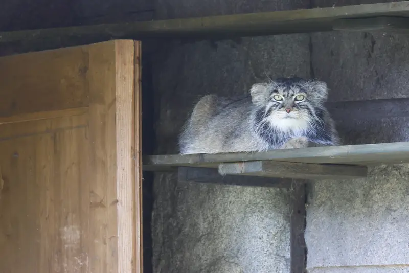 モスクワ動物園のティモフェイの写真