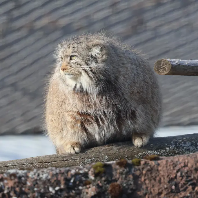 コルケアサーリ動物園のミミの写真