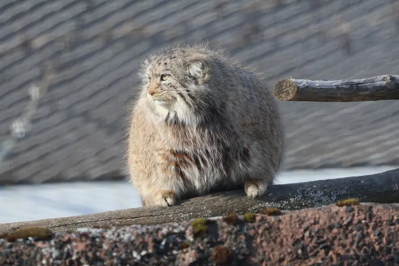 コルケアサーリ動物園のミミの写真