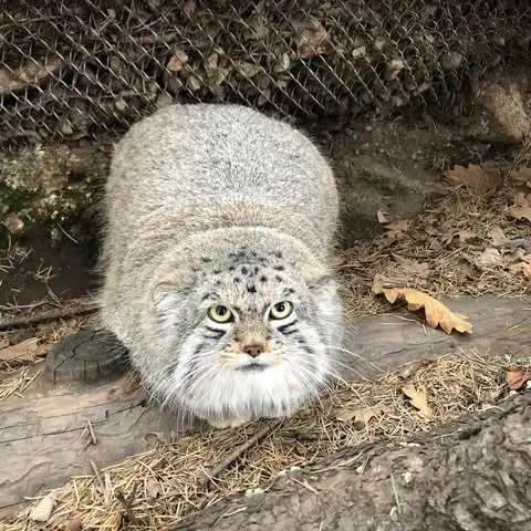 シャイアン・マウンテン動物園のボーの写真