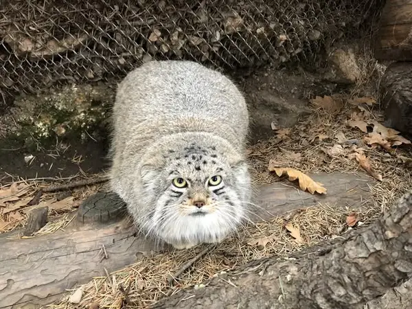 シャイアン・マウンテン動物園のボーの写真