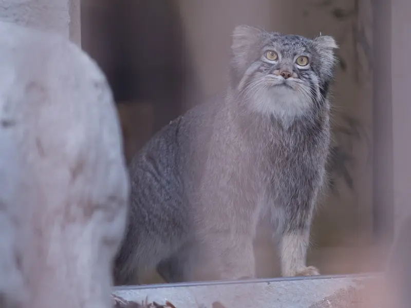 野毛山動物園のフィーガの写真