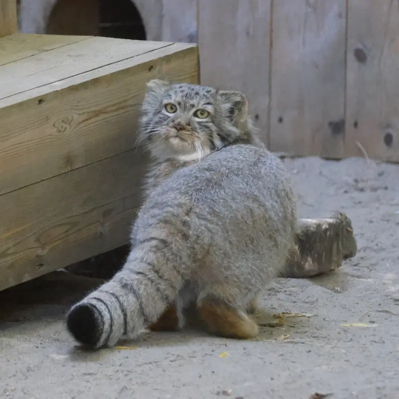 ノヴォシビルスク動物園のロロの娘 b.2026 Ⅰの写真