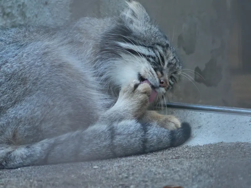 野毛山動物園のフィーガの写真