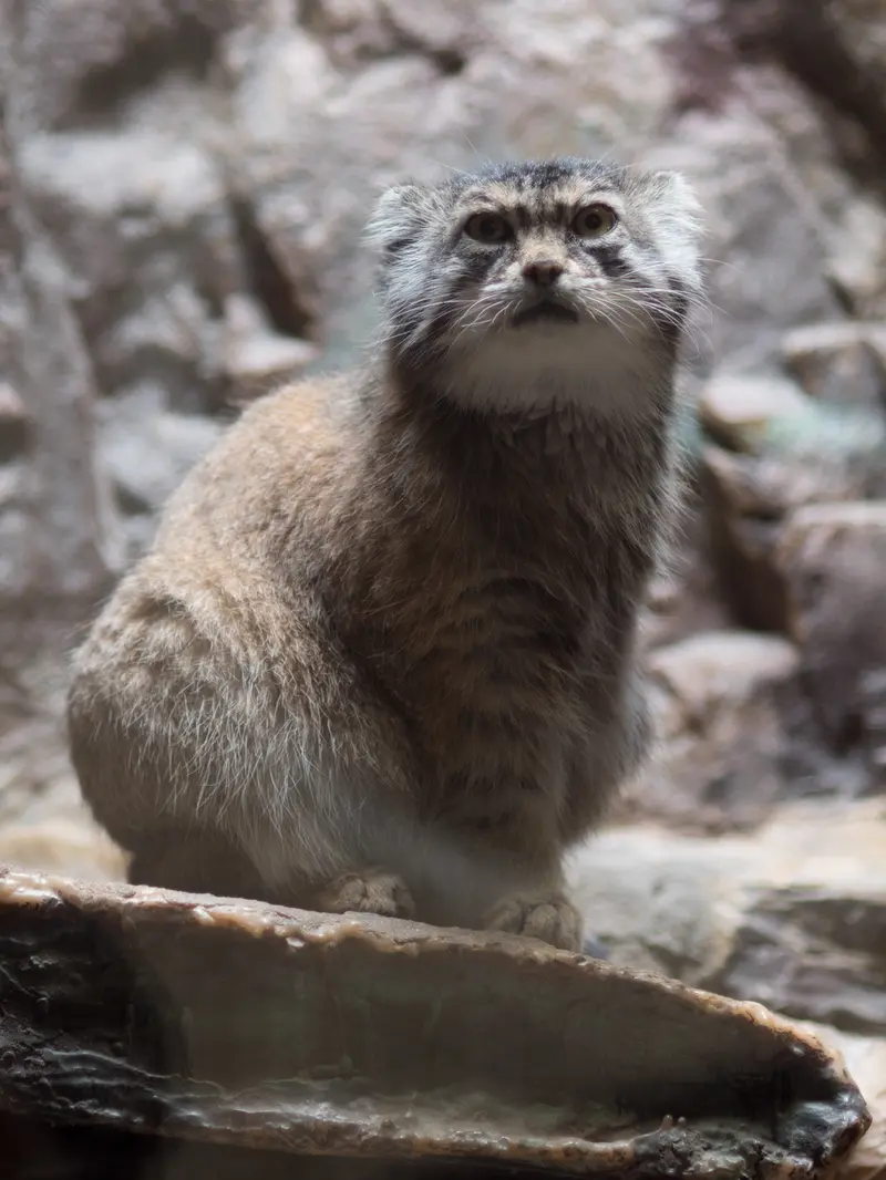 恩賜上野動物園のプリームラの写真