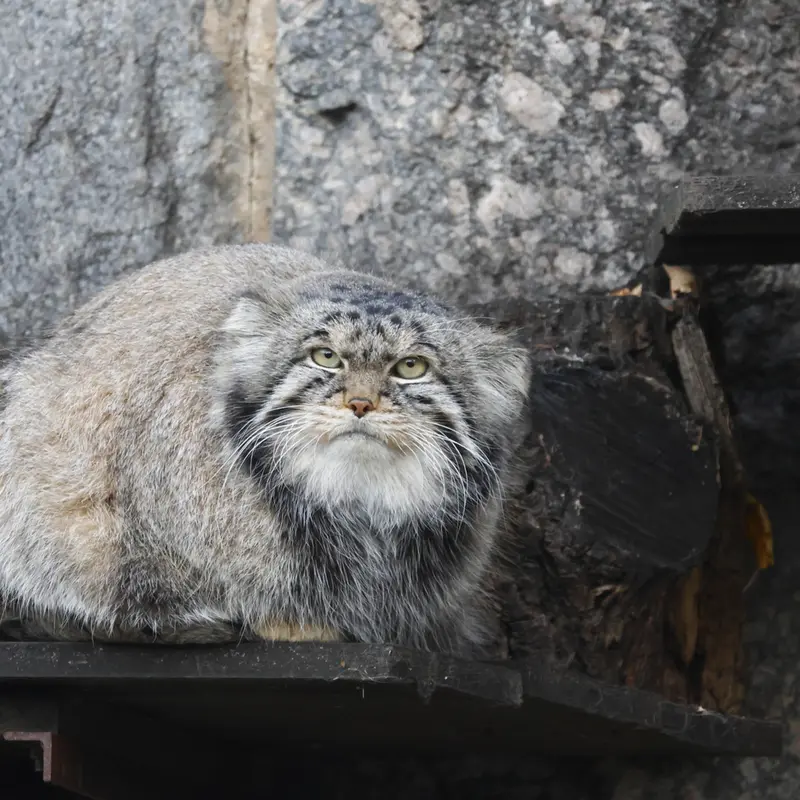 モスクワ動物園のティモフェイの写真