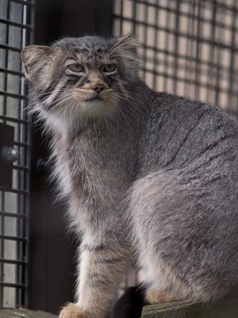 旭山動物園のヒデの写真