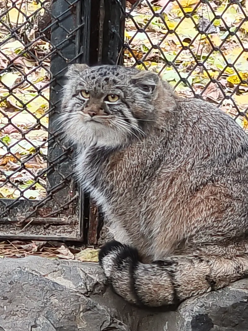 ノヴォシビルスク動物園のアデルの息子（2026年生まれ）Ⅰの写真