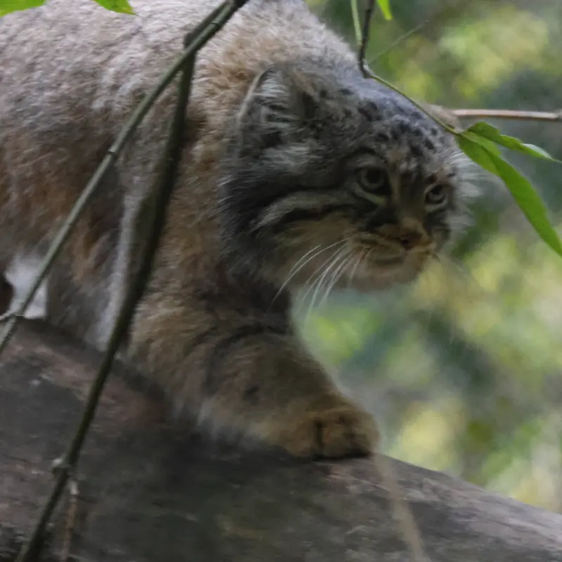 ノヴォシビルスク動物園のゾーシャの写真
