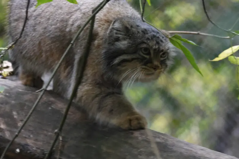 ノヴォシビルスク動物園のゾーシャの写真