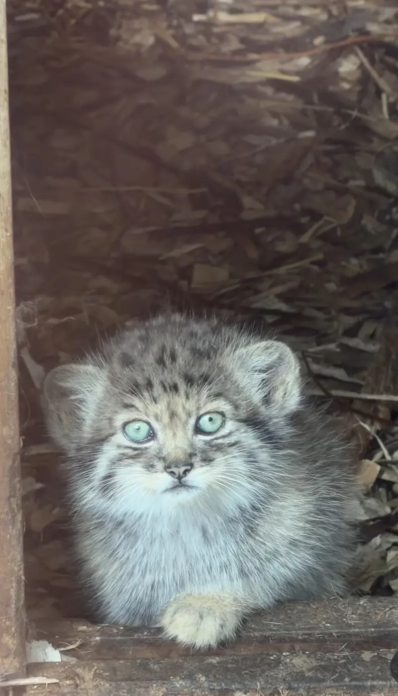 バンハム動物園でザヤとハルの間に4匹の子マヌルが誕生！