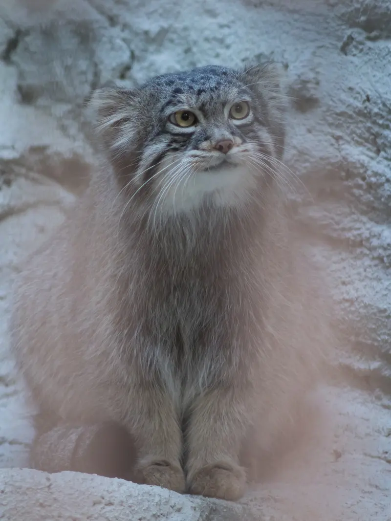 野毛山動物園のフィーガの写真