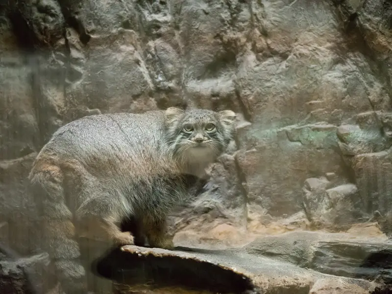 恩賜上野動物園のフィーガの写真