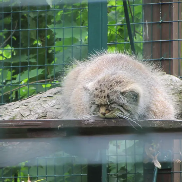 デッサウ動物園のマンニの写真