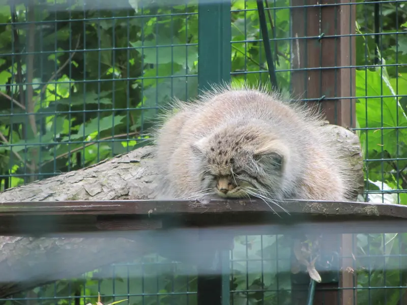 デッサウ動物園のマンニの写真