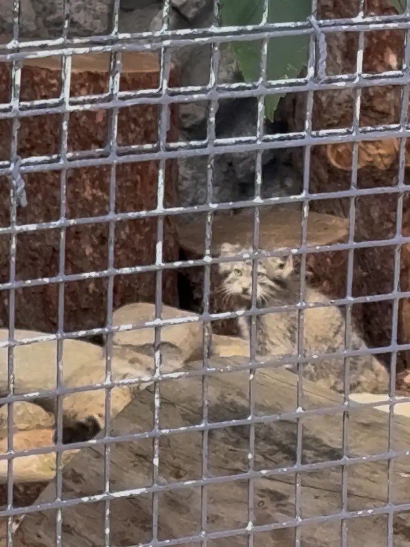 レニングラード動物園のアイデンとバークの写真