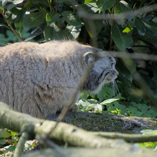 ロッテルダム動物園のポエスの写真