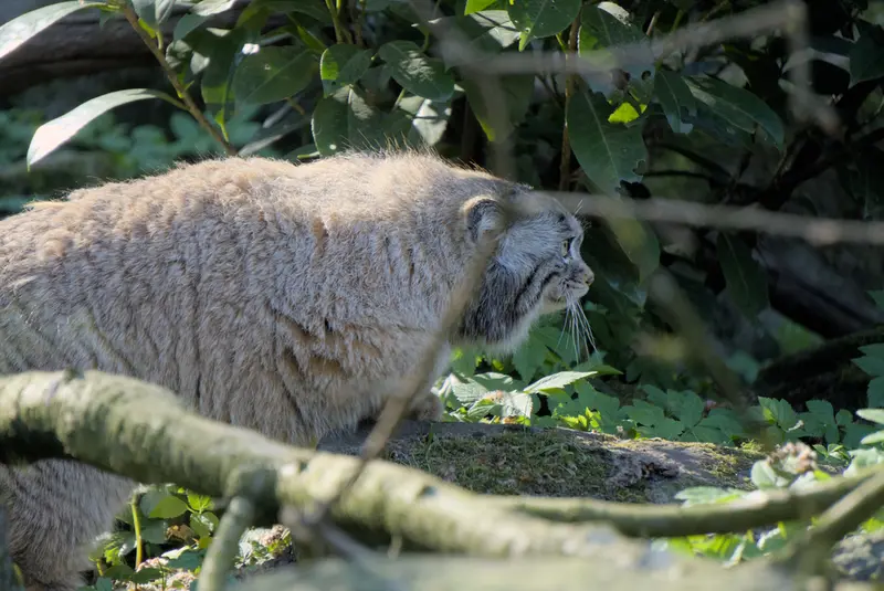 ロッテルダム動物園のポエスの写真