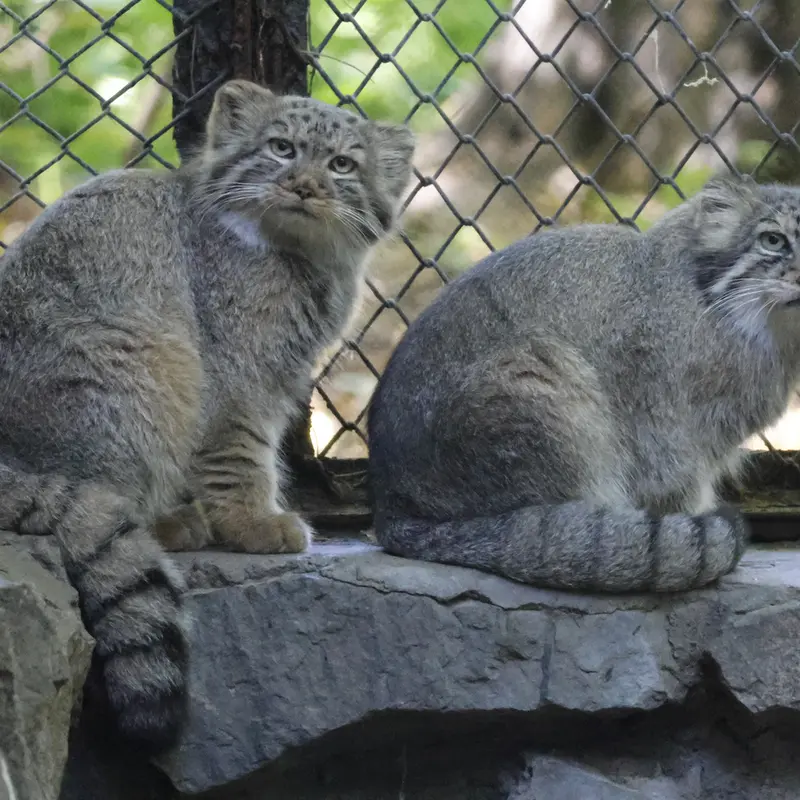 ノヴォシビルスク動物園のロロとロロの娘 b.2026 Ⅰの写真