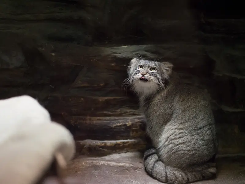恩賜上野動物園のフィーガの写真